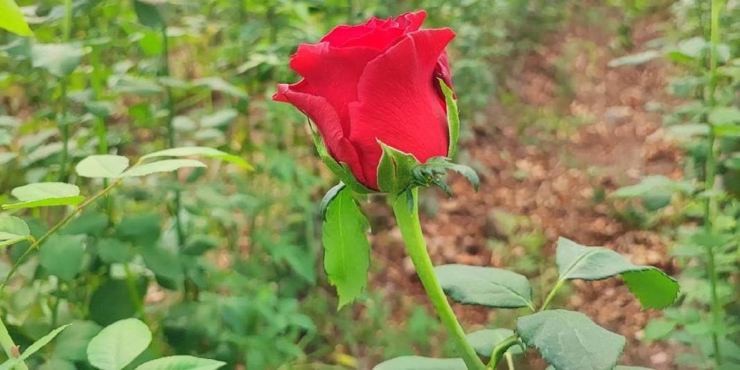 1 dönümden 15 bin adet verim alınıyor! Adana seralarında hasat vakti: Tanesi 10 TL’den çıkıyor 5